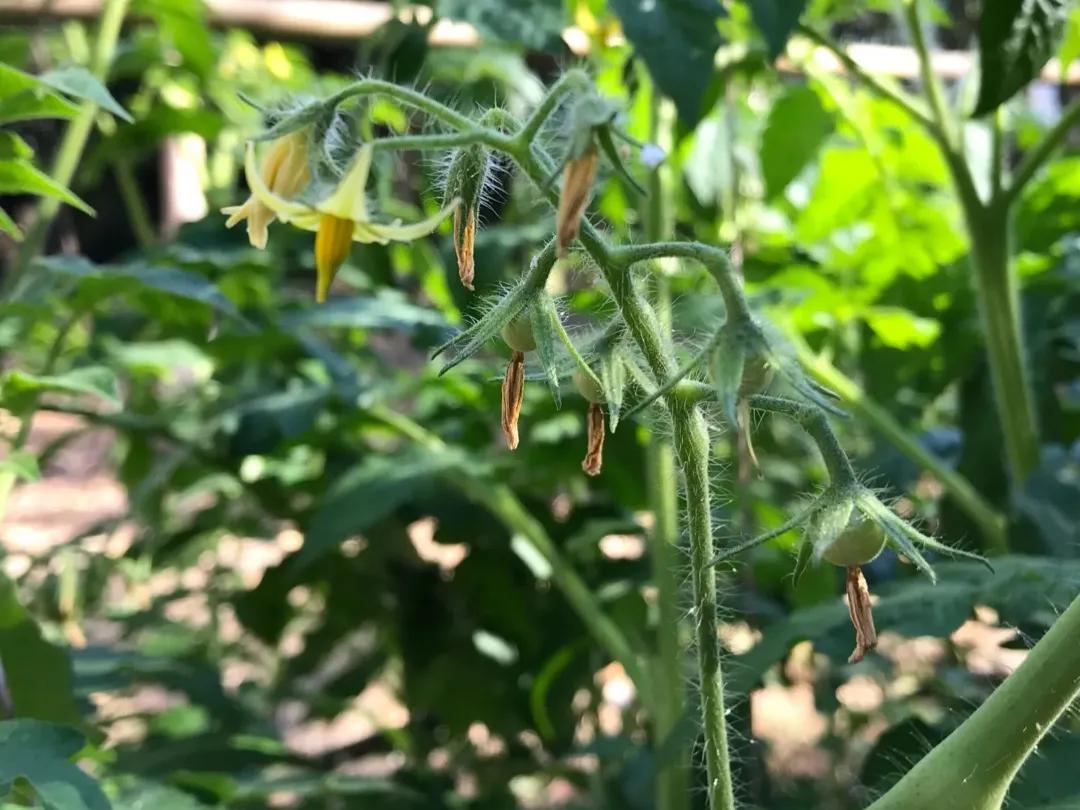 西红柿花少坐果率低怎么解决,西红柿开花坐果慢怎么办