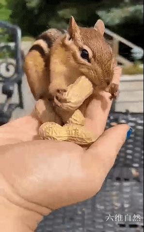 花栗鼠吃不吃瓜子,花栗鼠为什么吃花生