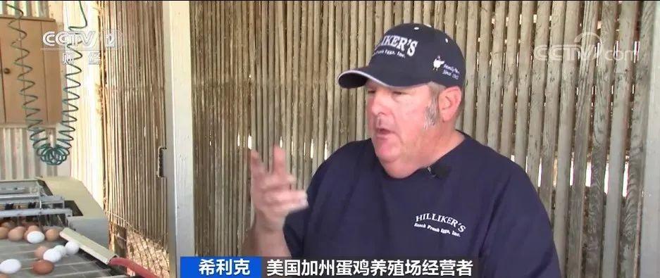 美国鸡蛋短缺掀起养鸡热,美国鸡蛋荒