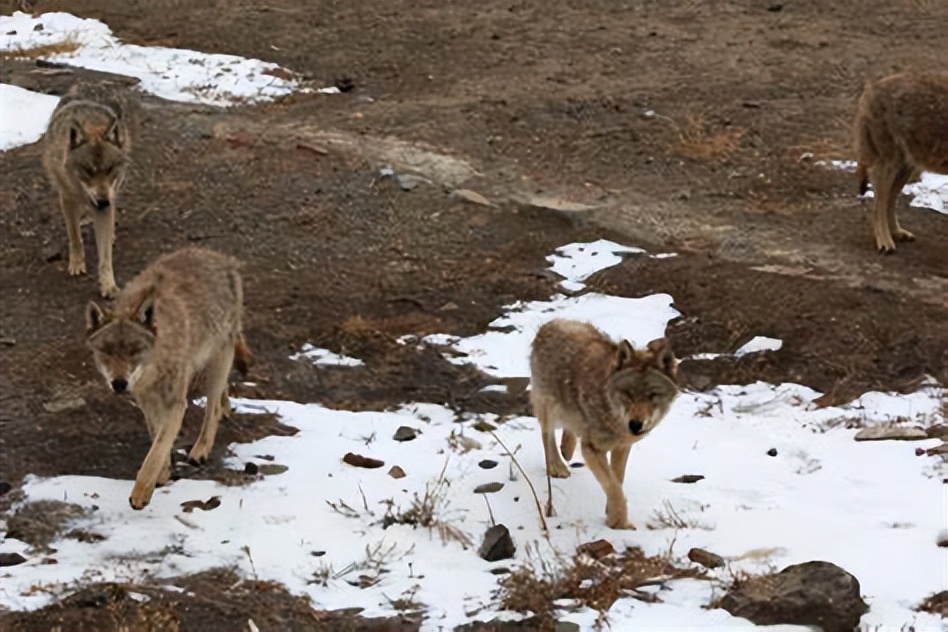 新疆姑娘回家被狼群包围,新疆姑娘遇到狼群