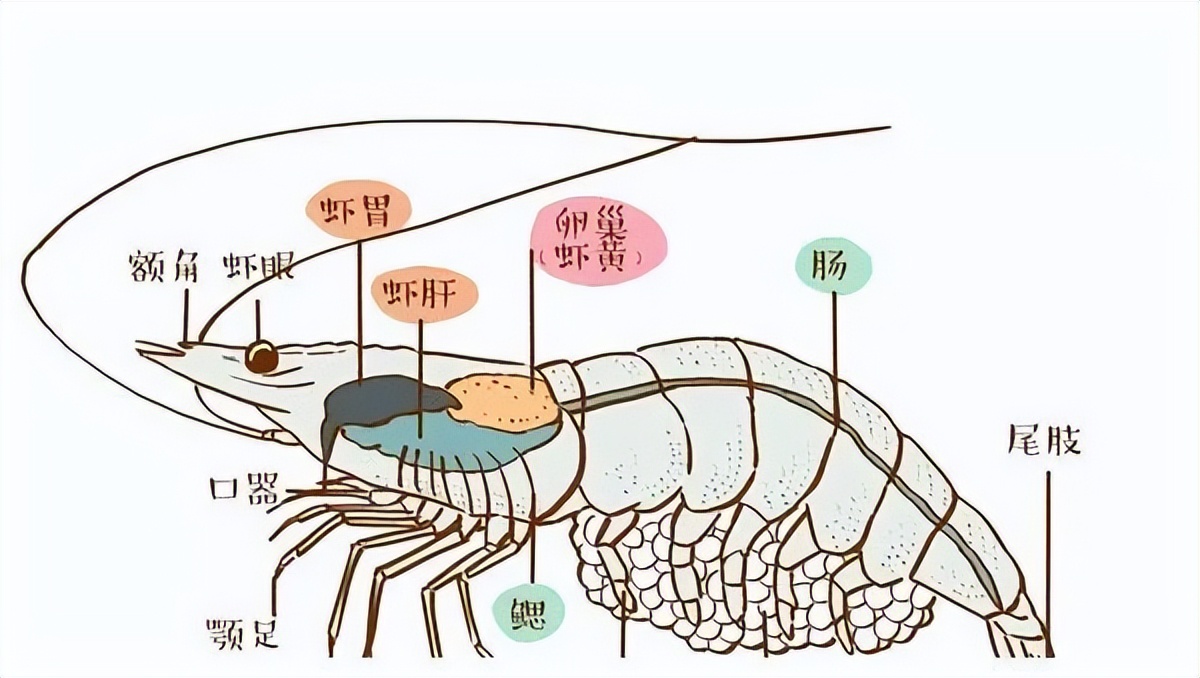不白吃推荐的小龙虾,真正的小龙虾虾黄