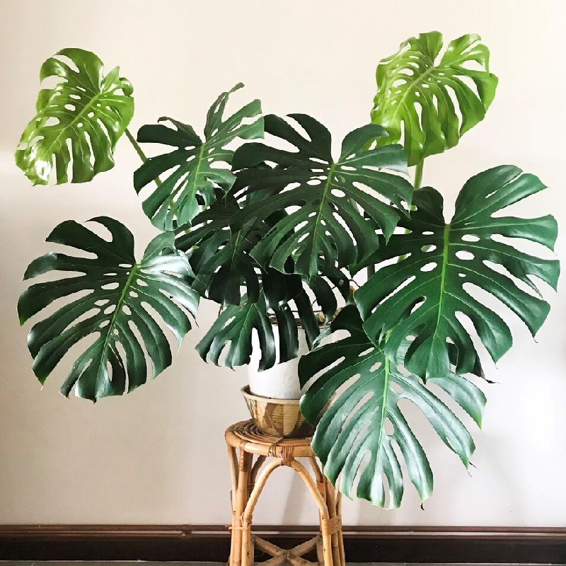 十大养不死的大型花,十大室外最好养活的花高大