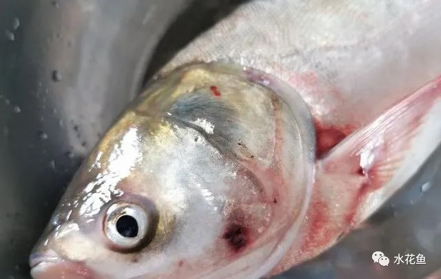 鱼类败血症病原,鱼类细菌性败血症