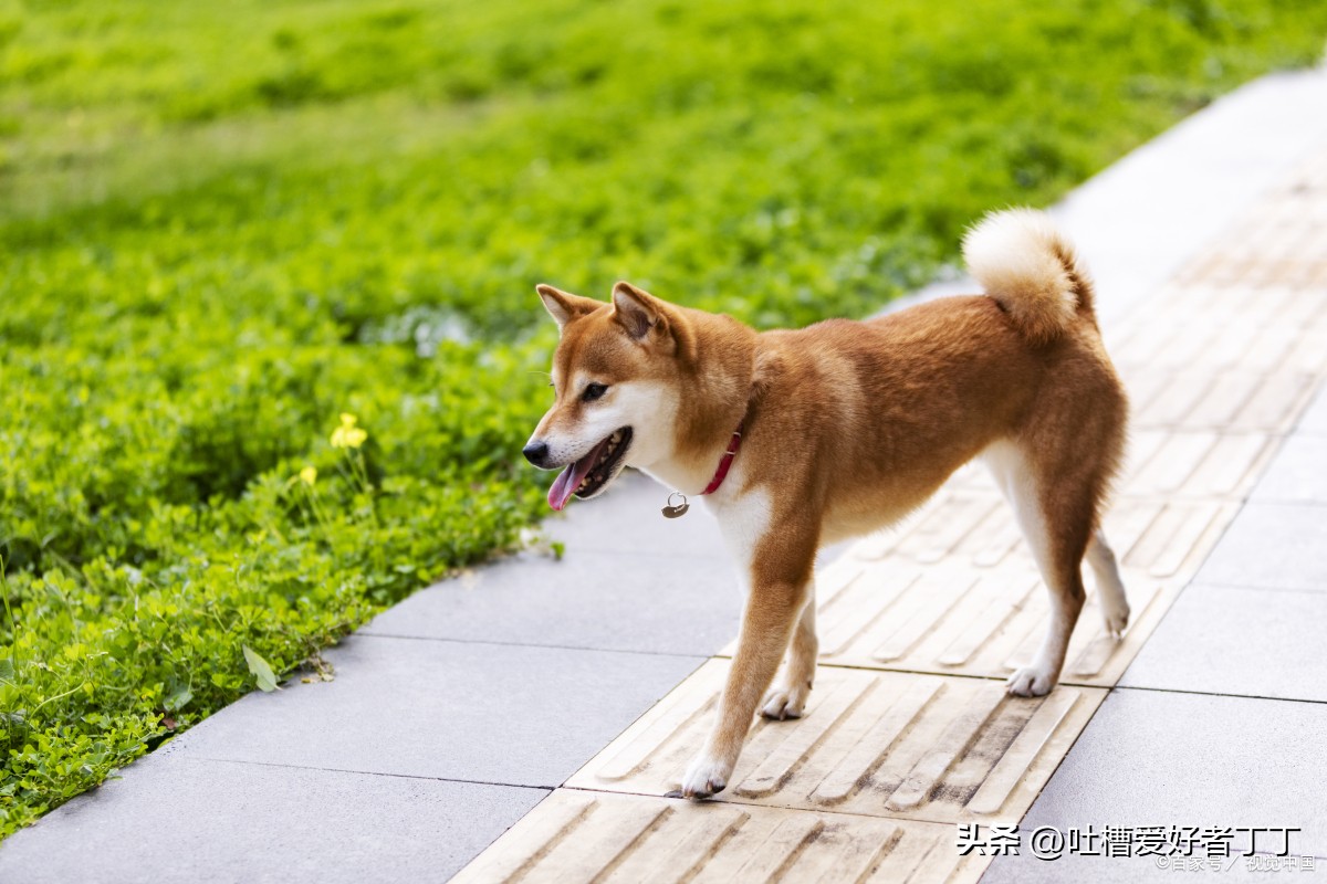 怎么看柴犬是不是纯种,如何判断柴犬正宗