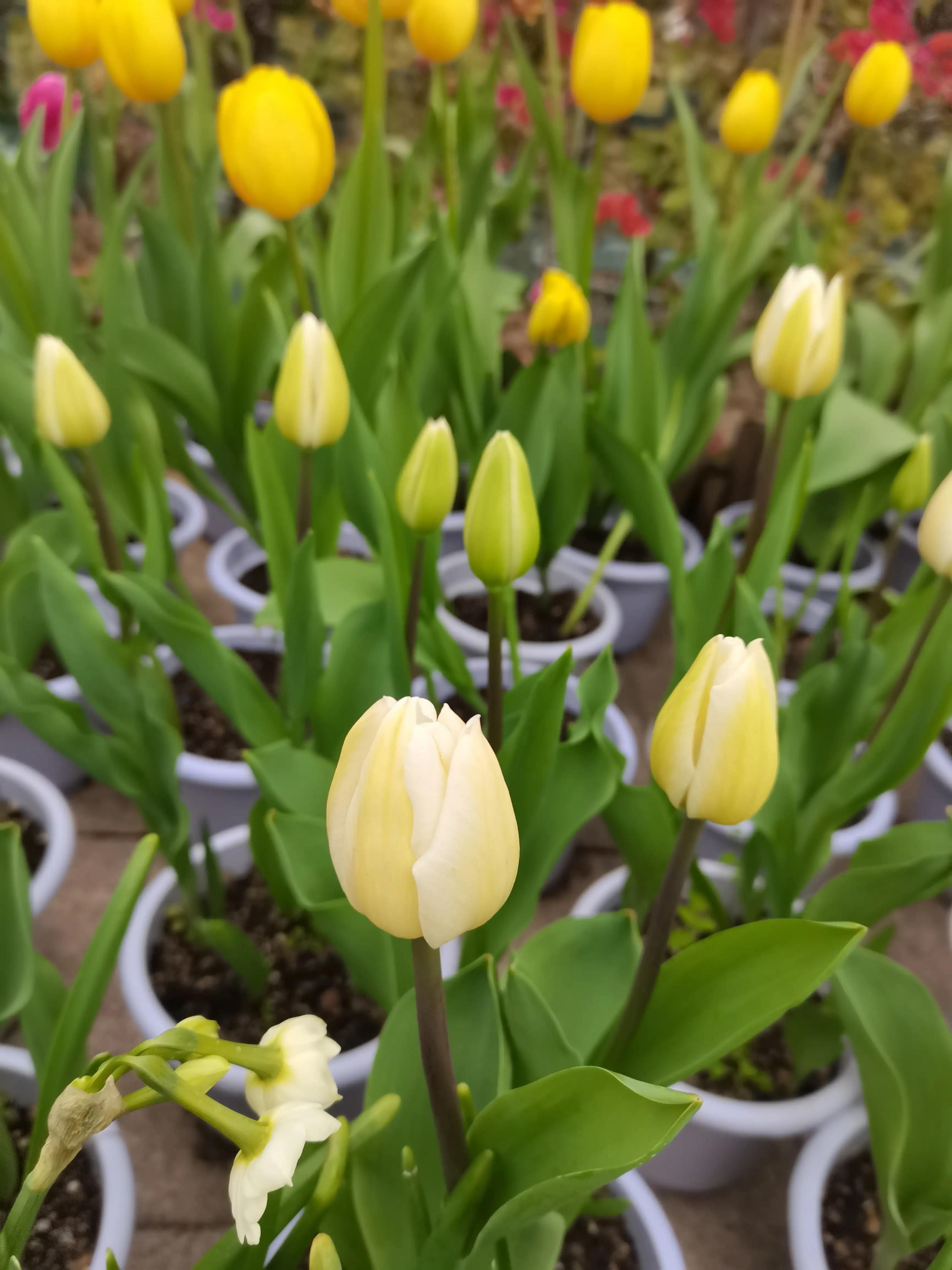 福州郁金香温泉公园,福州花海公园郁金香