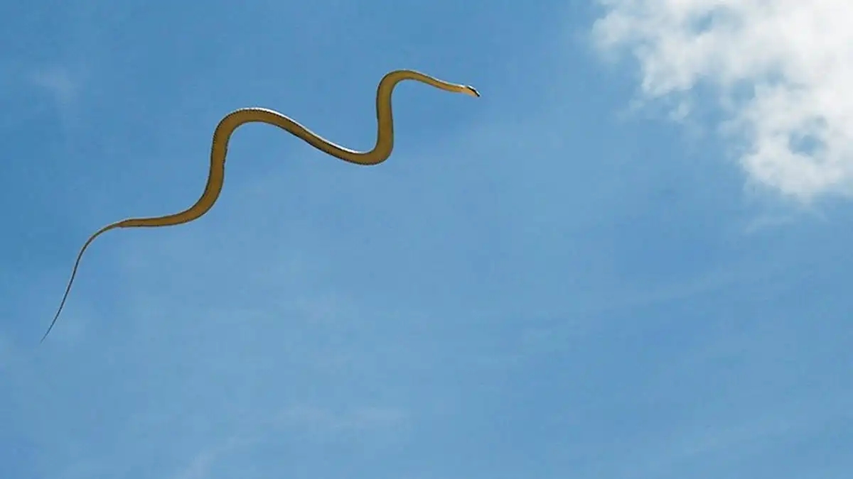 蛇类科普15种奇特的蛇,神奇的蛇类大揭秘