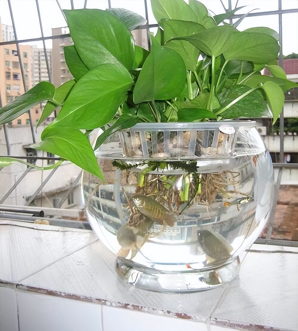 塑料养花小桶,塑料桶养花种菜