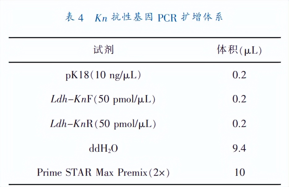 乳酸脱氢酶基因敲除之后,对钝齿棒杆菌菌株构建有什么影响
