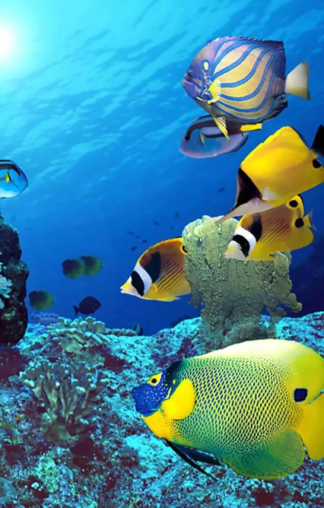 海底世界高清大图壁纸,手机动态海底世界鱼壁纸