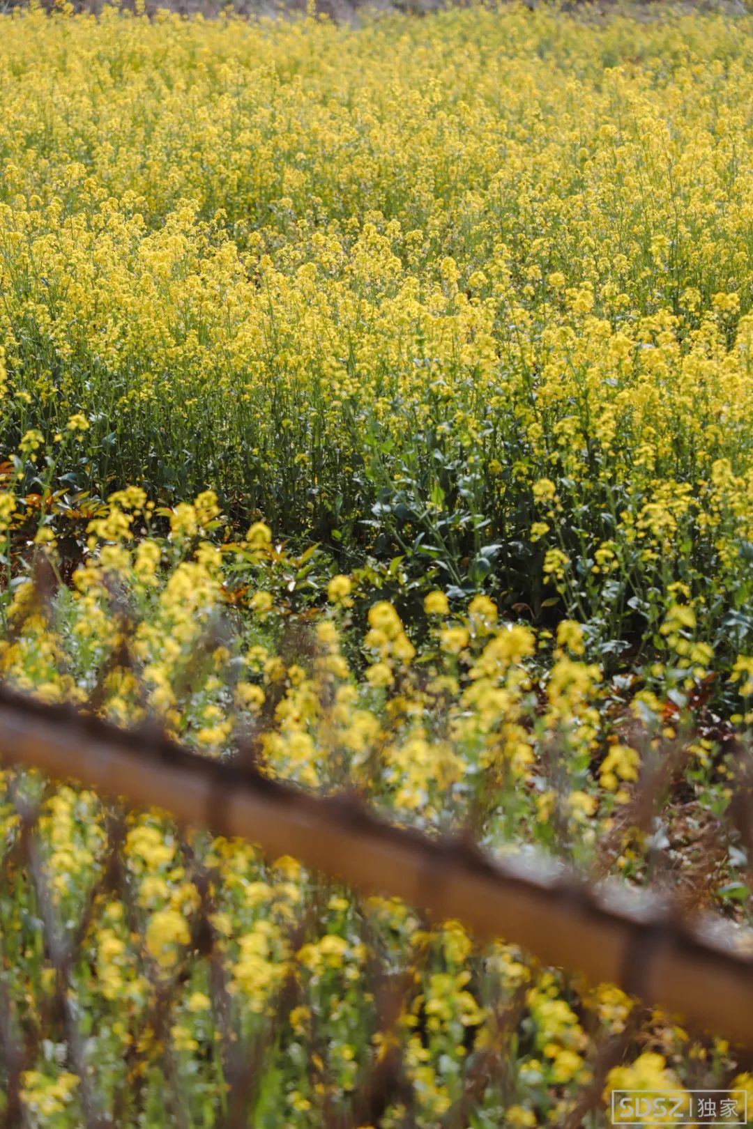 最美婺源油菜花跟风来一下,苏州自驾到婺源看油菜花的地方