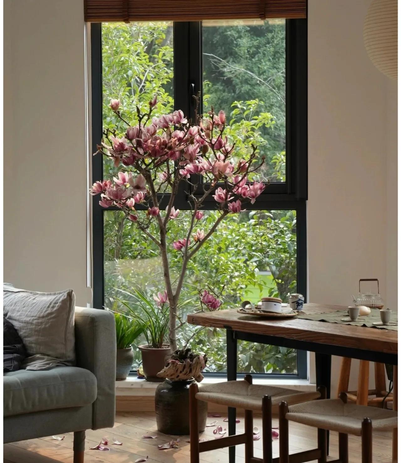 俗语“屋里有三花，非富即贵家”，说的是什么花？看你家有没有？