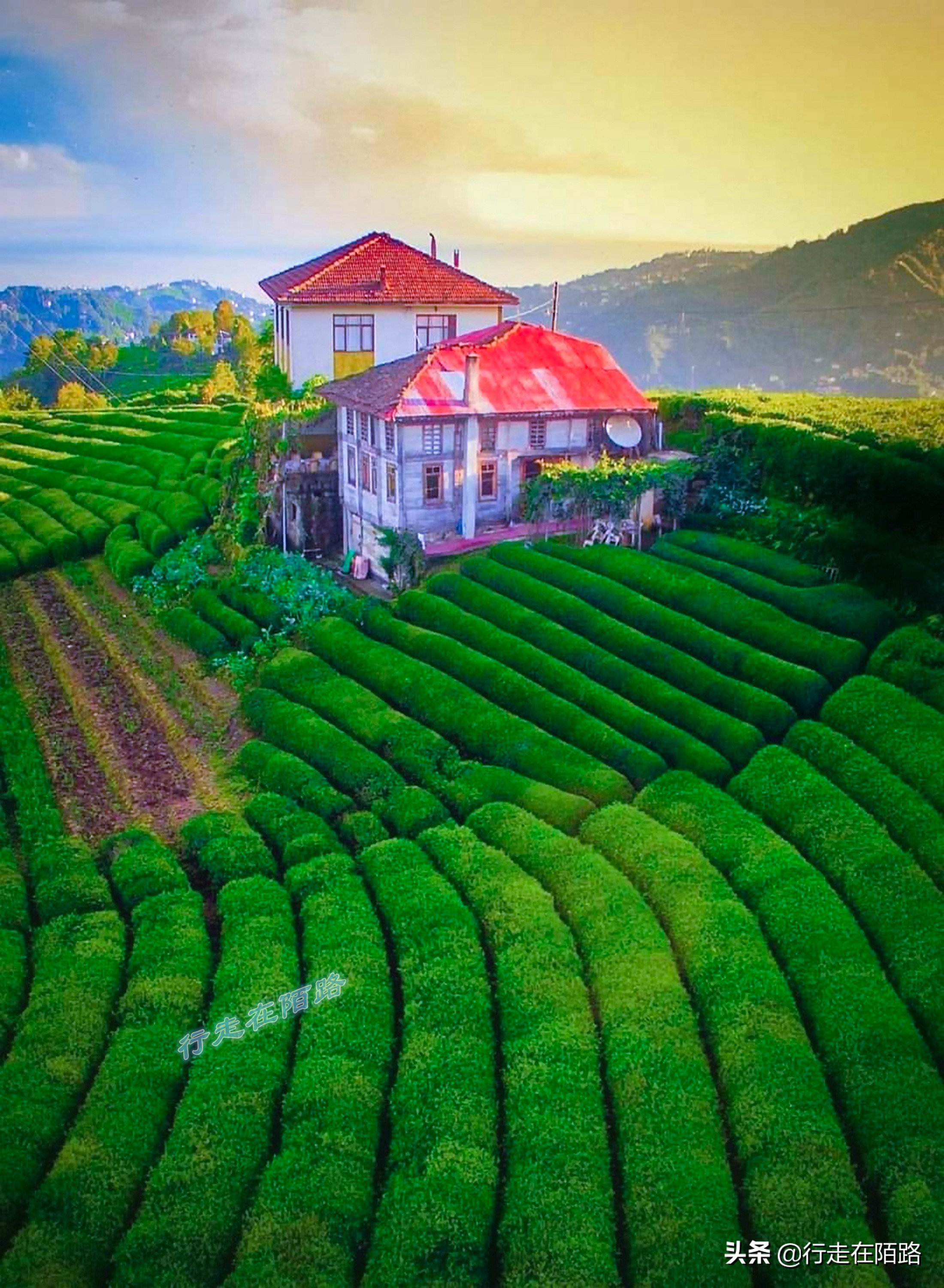 土耳其人茶文化,土耳其中文向导