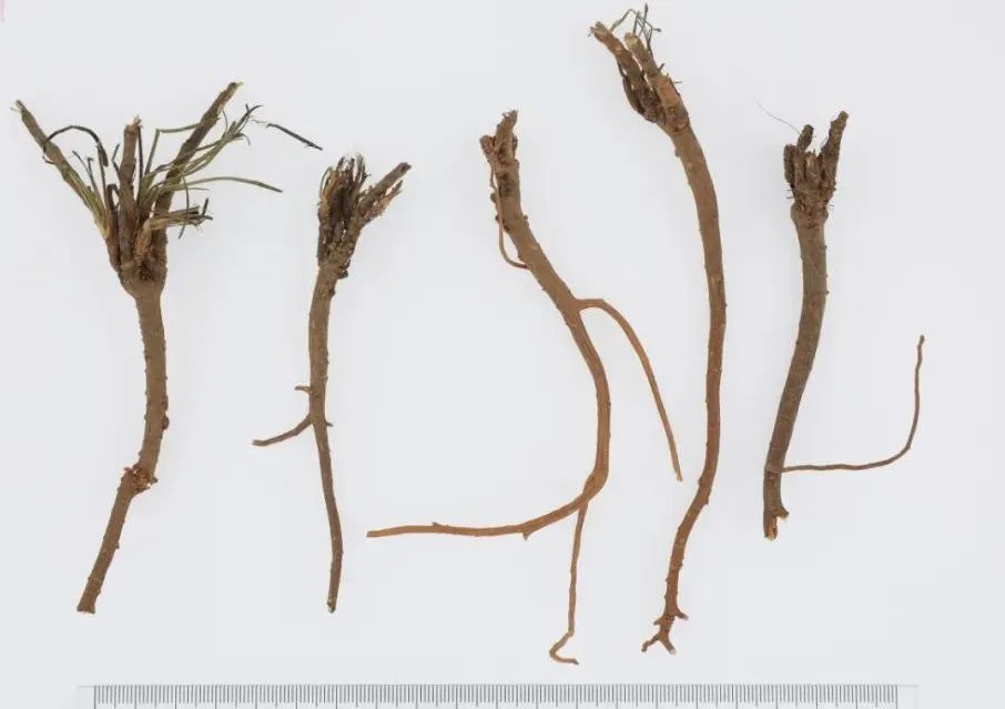 中药真伪鉴定案例,中药鉴定真假找谁