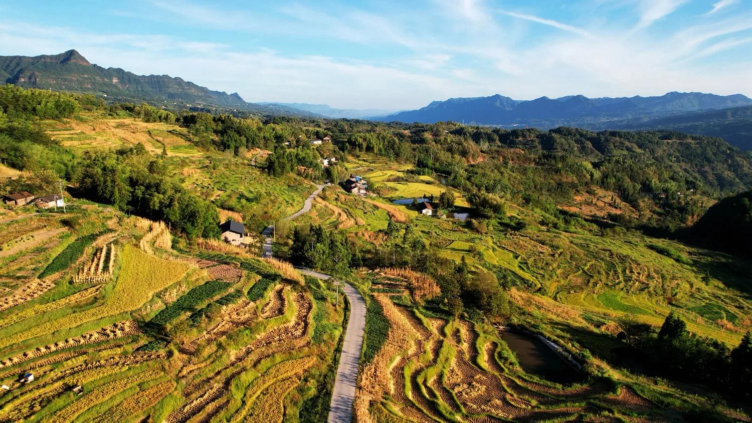 稻菽飘香各地丰收忙,稻菽飘香图片