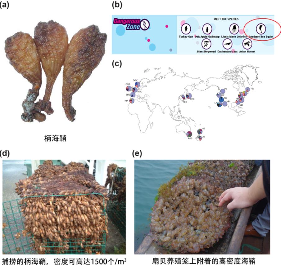 大象与犀牛是不同的物种，非洲公象，为何还要*暴强**犀牛呢？