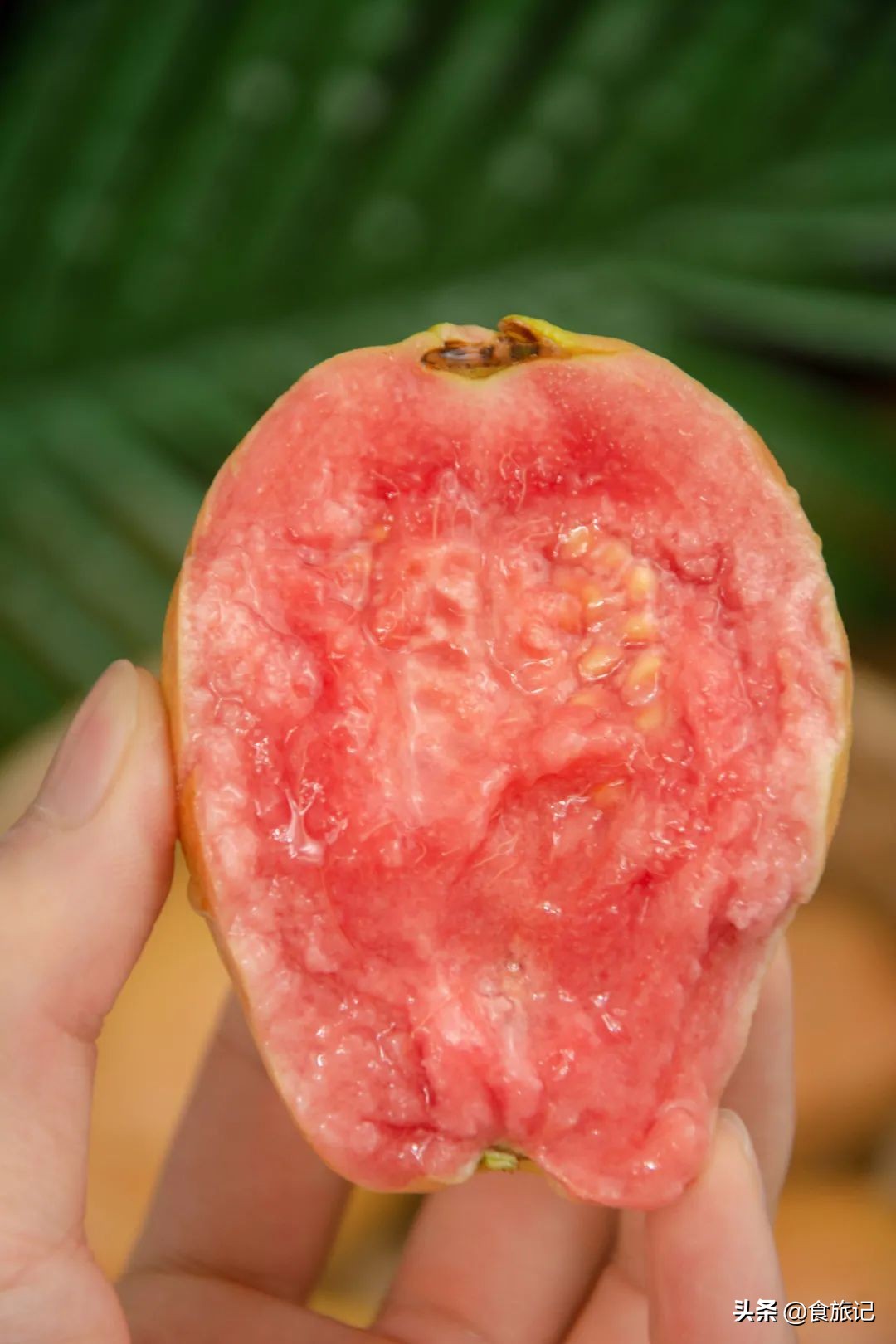 喜茶红心芭乐饮品有哪些,喜茶新品清爽芭乐攻略