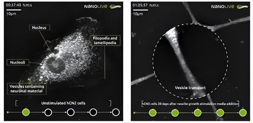 nanolive显微镜,nanolive3d活细胞成像