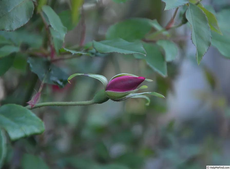 真正的中国古老月季,中国的古老月季