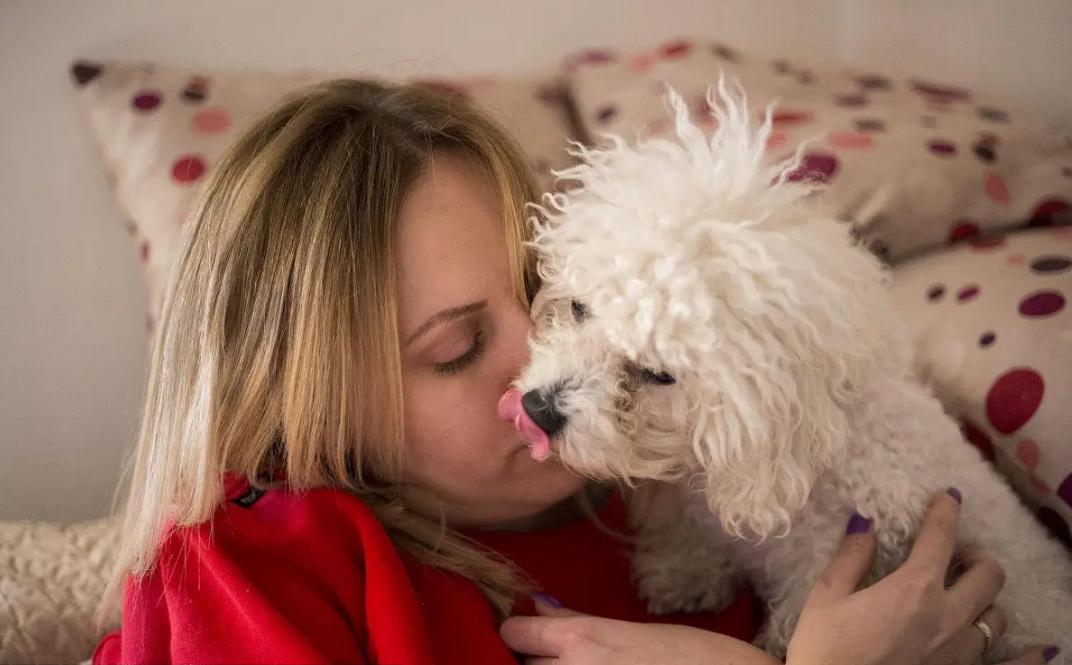 比熊犬老是舔人怎么办,比熊犬总是舔鞋子怎么制止