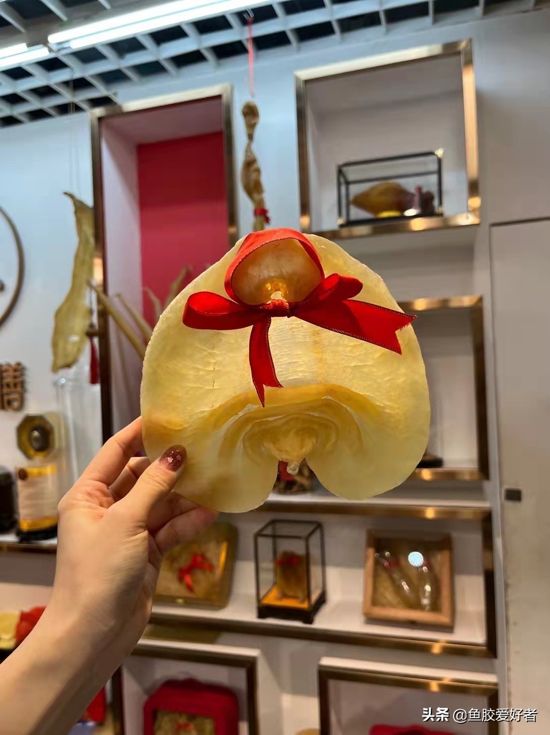 最全鱼胶品种大全,目前最好的鱼胶品种