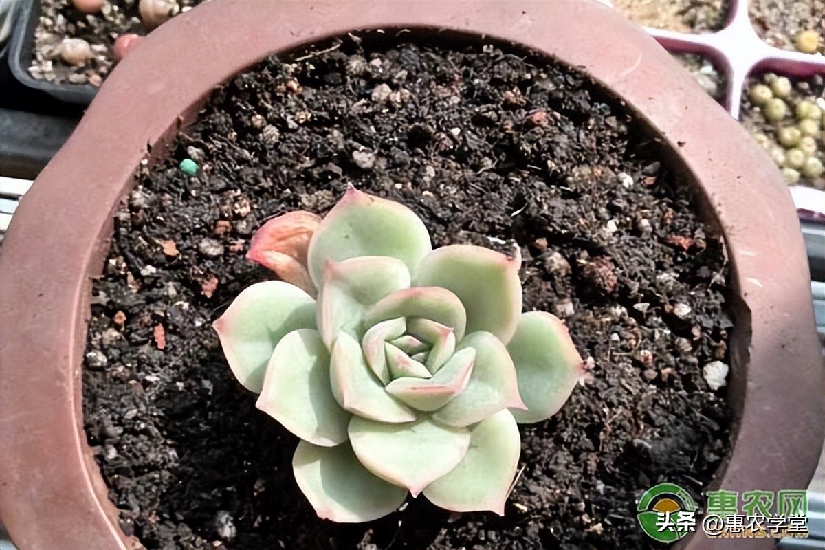 红宝石多肉掉叶子化水怎么办,多肉叶插叶子化水