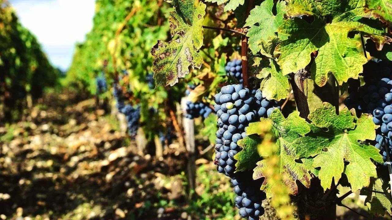 法国超级波尔多2018干红价格,波尔多批发价500元左右红酒