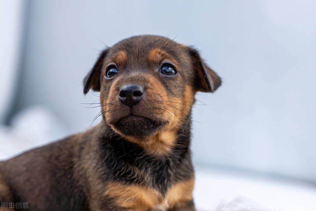 狗站不稳没精神排便带点血丝,小狗吃完驱虫药后拉稀有血丝