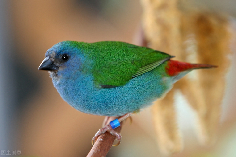 最美罕见的小鸟,全世界最罕见的小鸟