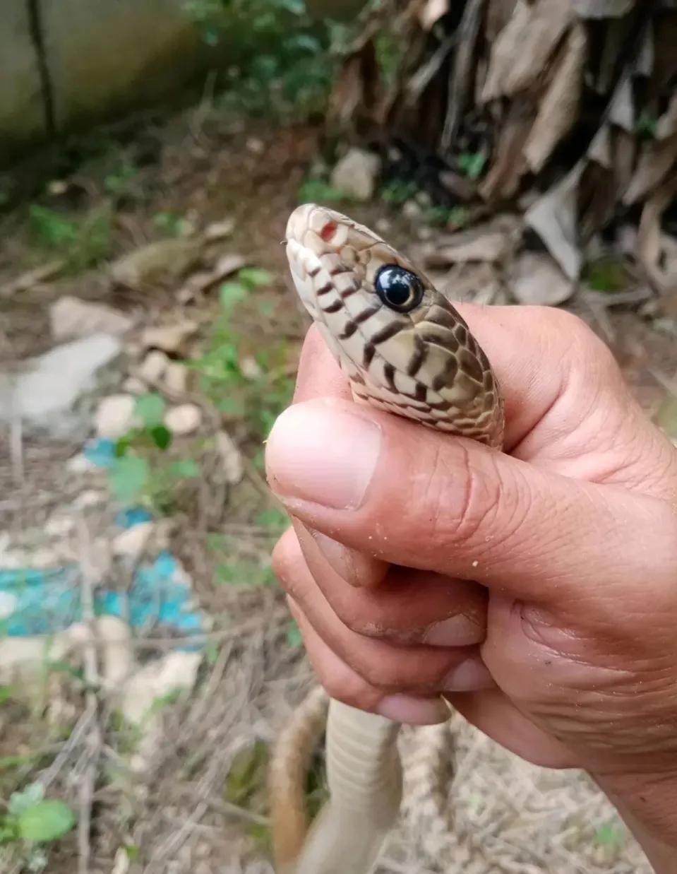 滑鼠蛇厉害还是眼镜蛇厉害,农田判断眼镜蛇的方法