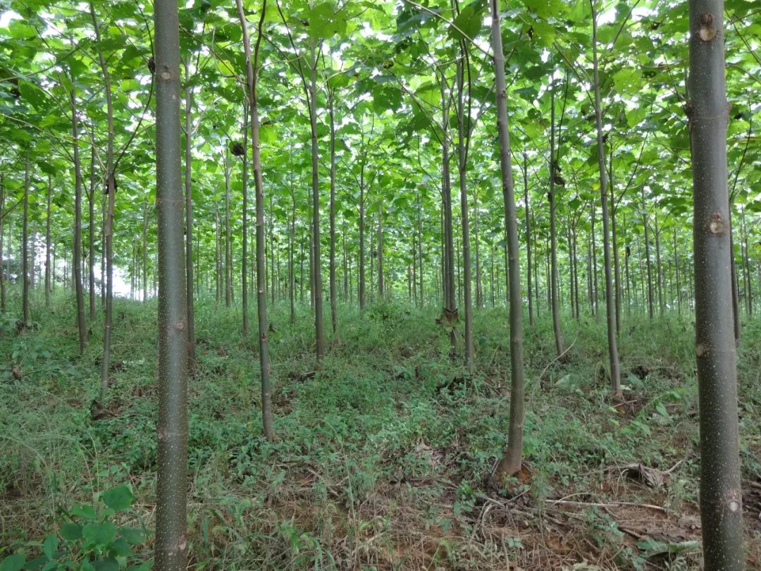 南昌市农业发展投资有限公司,南昌市林业投资发展