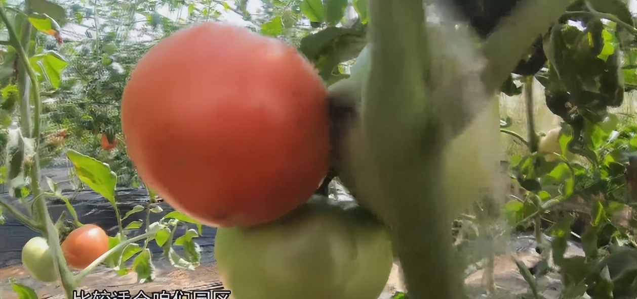 国庆节济南周边采摘的地方,济南秋季采摘