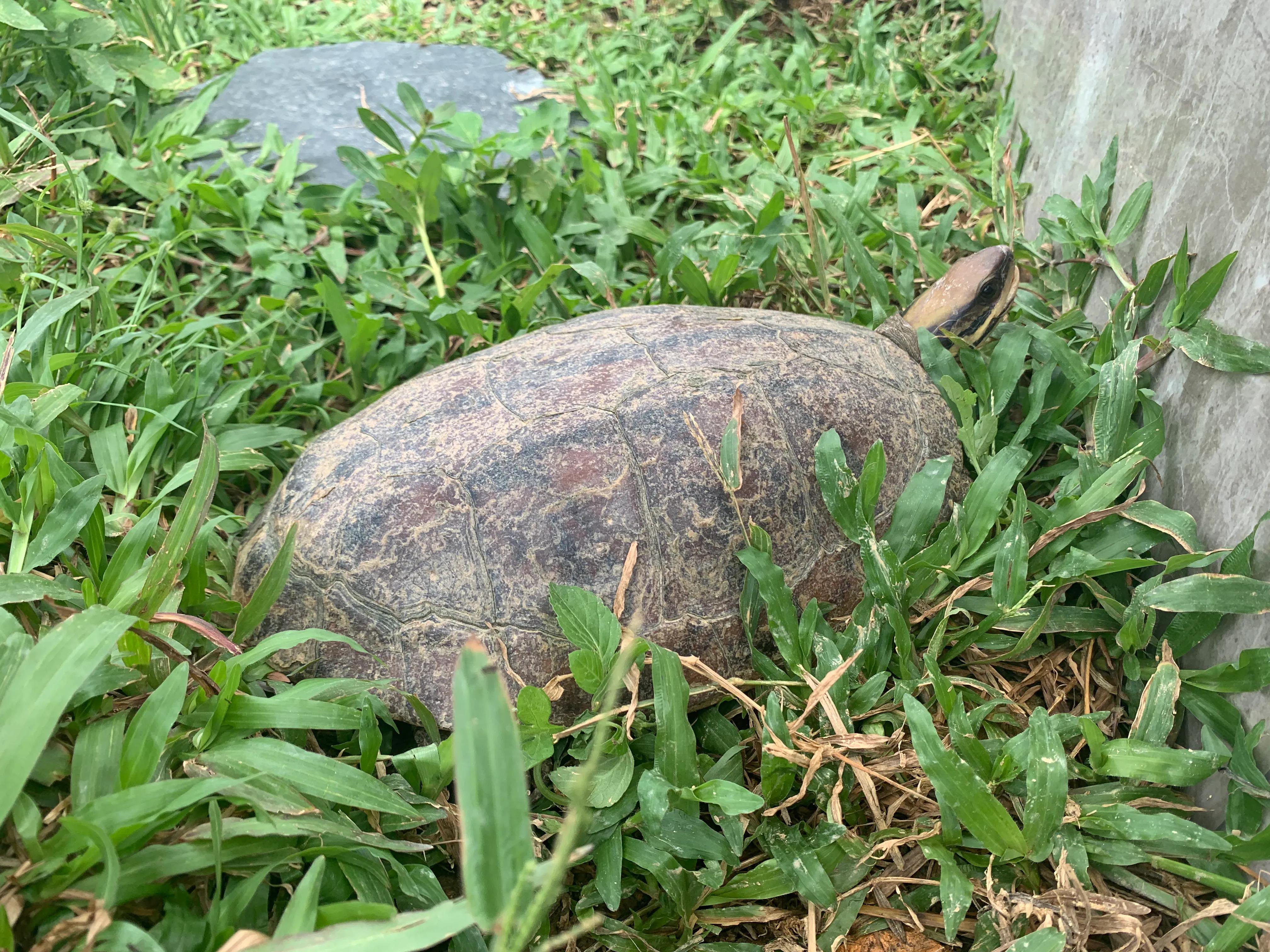 三线闭壳金钱龟生蛋期怎样喂,三线金钱龟饲养方法