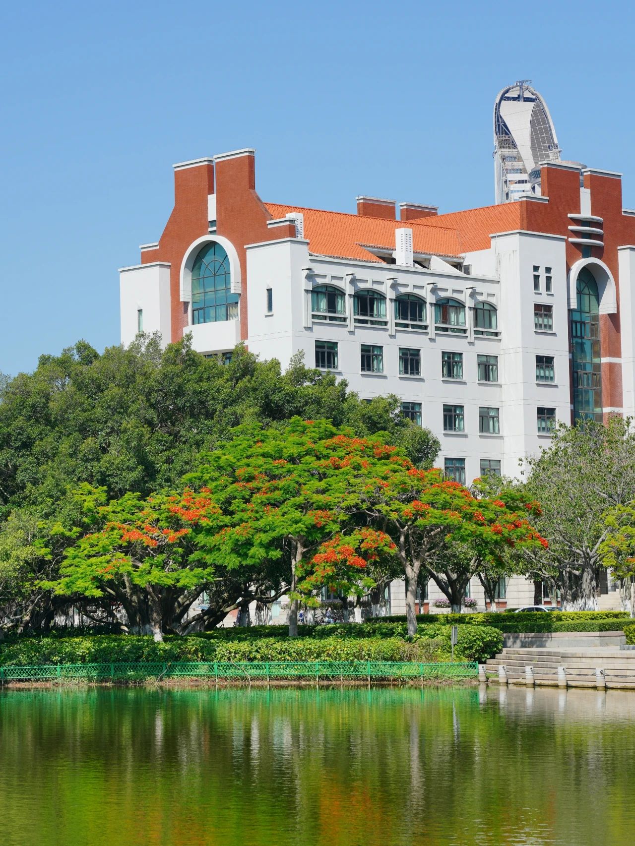 厦大蓝x凤凰花，何止灿烂！