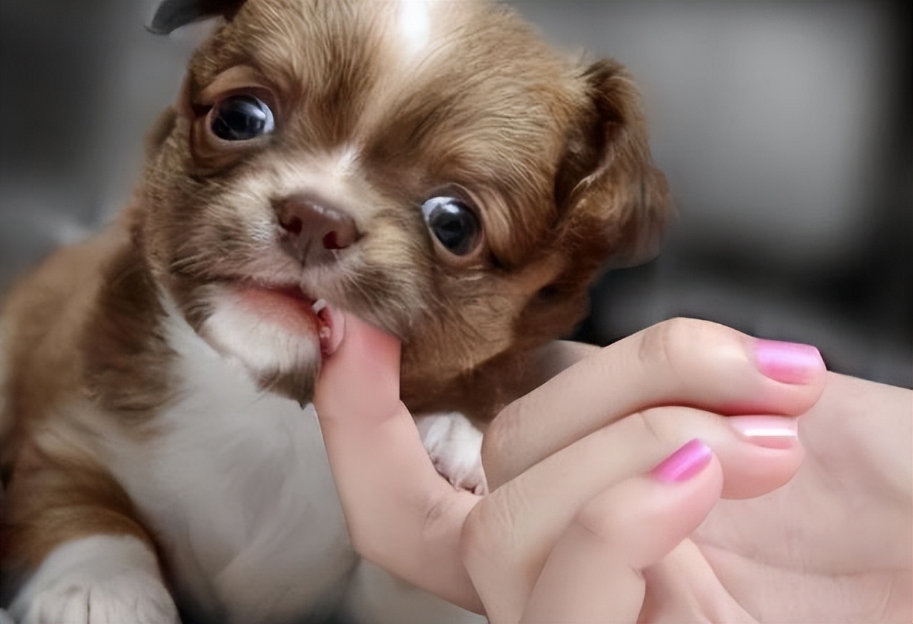 狗狗轻轻咬你的手什么意思,狗狗喜欢轻轻的咬你怎么办