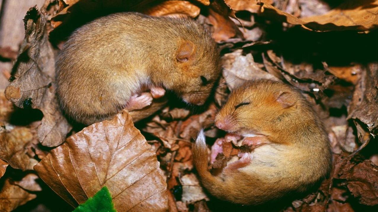 人体冬眠技术能实现吗,人类冬眠技术实现了吗