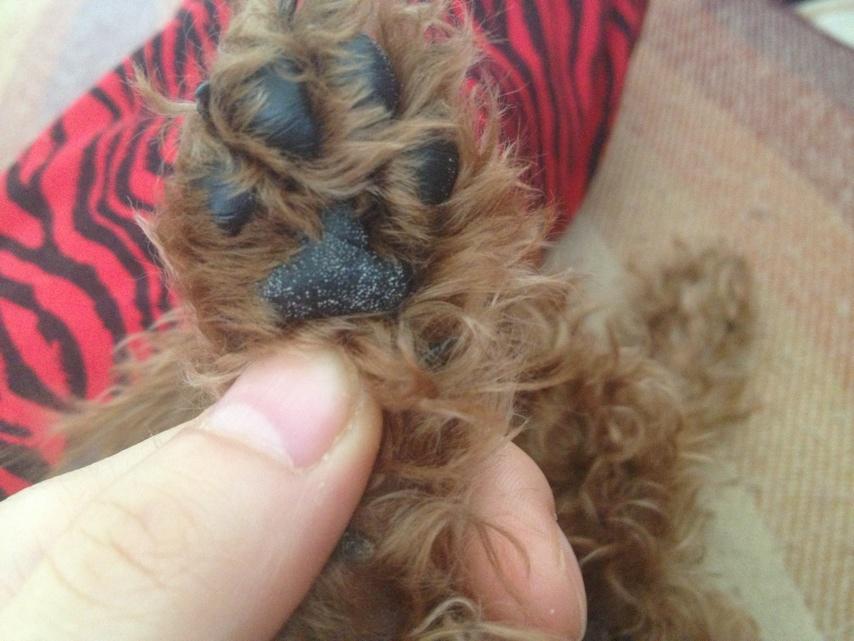 纯种泰迪和串串的区别,泰迪如何分辨纯种和串串