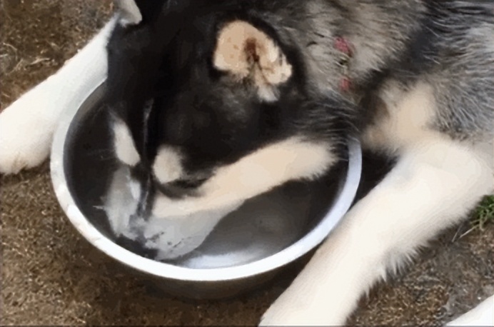 新手养狗千万别养哈士奇,是不是第一次养狗不要养哈士奇