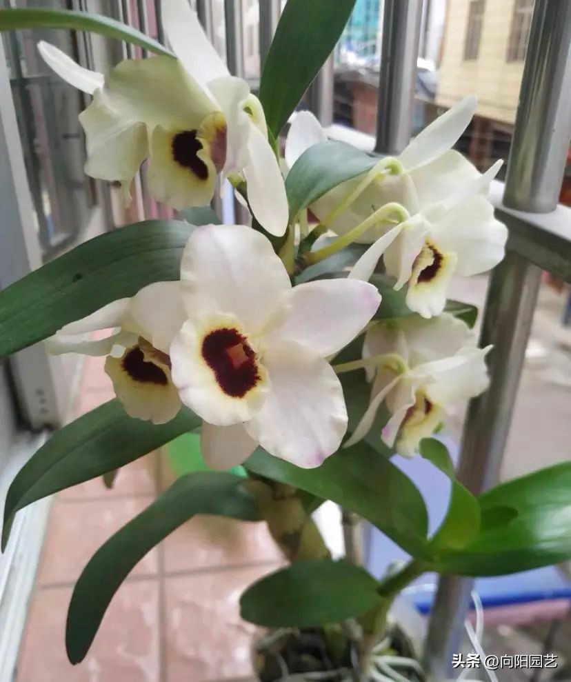 石斛花钉在木板上，挂在露台上，多淋雨水，长得会更快！