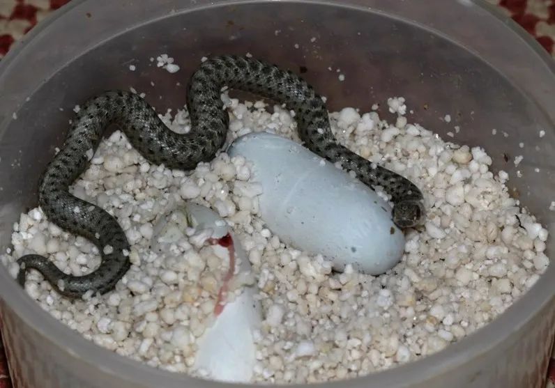 「原来欧洲有这么多种蛇？！」偷师卡塞尔的豢龙大师·下