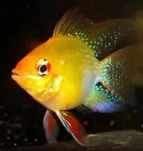 各种漂亮鱼的名称及图片,漂亮可爱的海水观赏鱼