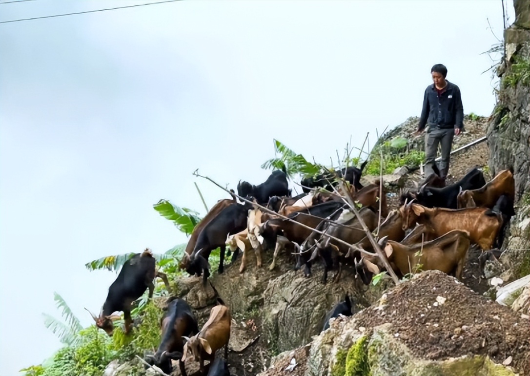 贵州一户人在悬崖上养羊,贵州蜗居13年在山上养羊