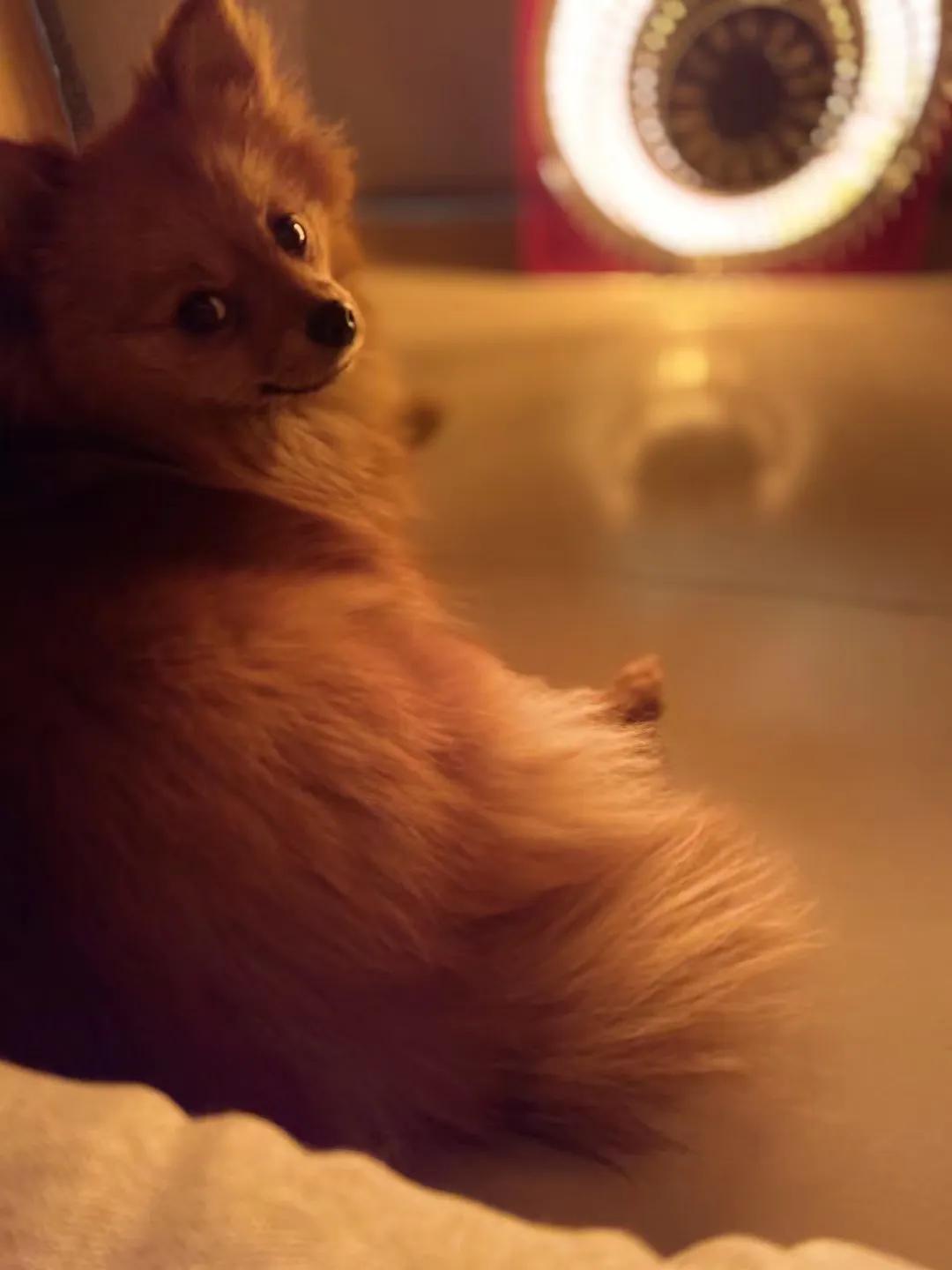 养狗小知识马犬,养狗小知识狗狗每天要喝多少水