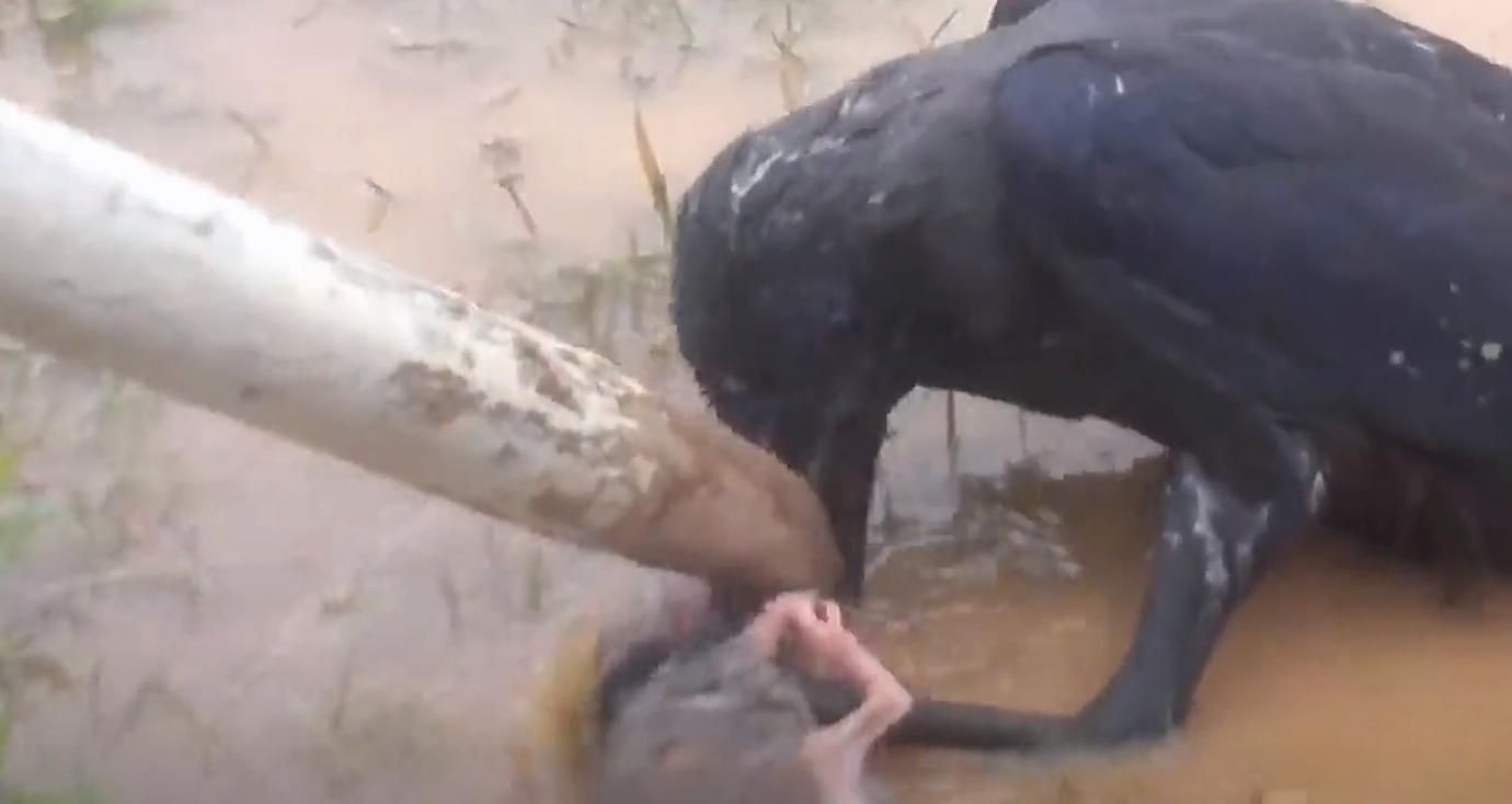 螳螂大战100只世界上最弱的蚂蚁,七大食肉动物大战大象和犀牛