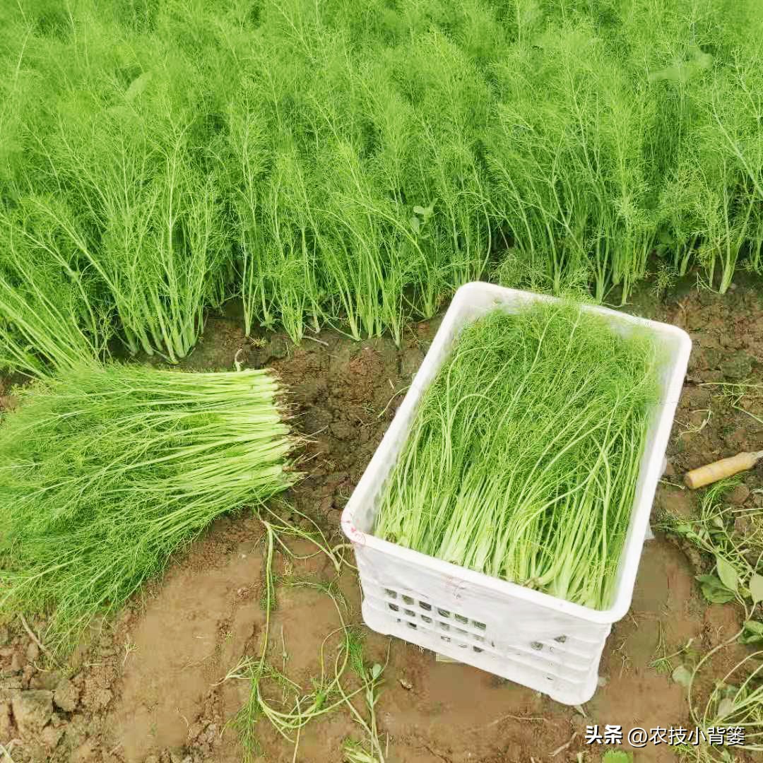 茴香的种植管理技术,茴香怎么种植小技巧简单