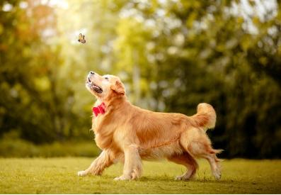 最粘人的六种狗,最忠诚粘人的狗有几种