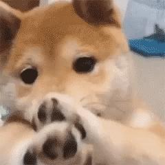 柴犬十大禁忌人群,日本柴犬十大禁忌