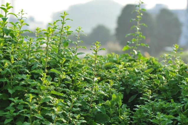 小时候吃的野菜叫什么名字,小时候农村经常吃的6大美食