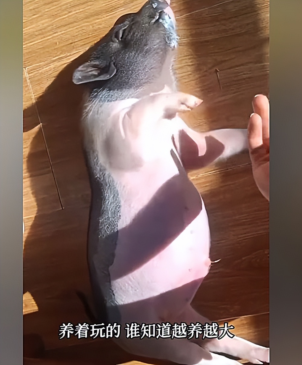 女子网购泰国小香猪，一年后发现有些不对：这是上当了呀