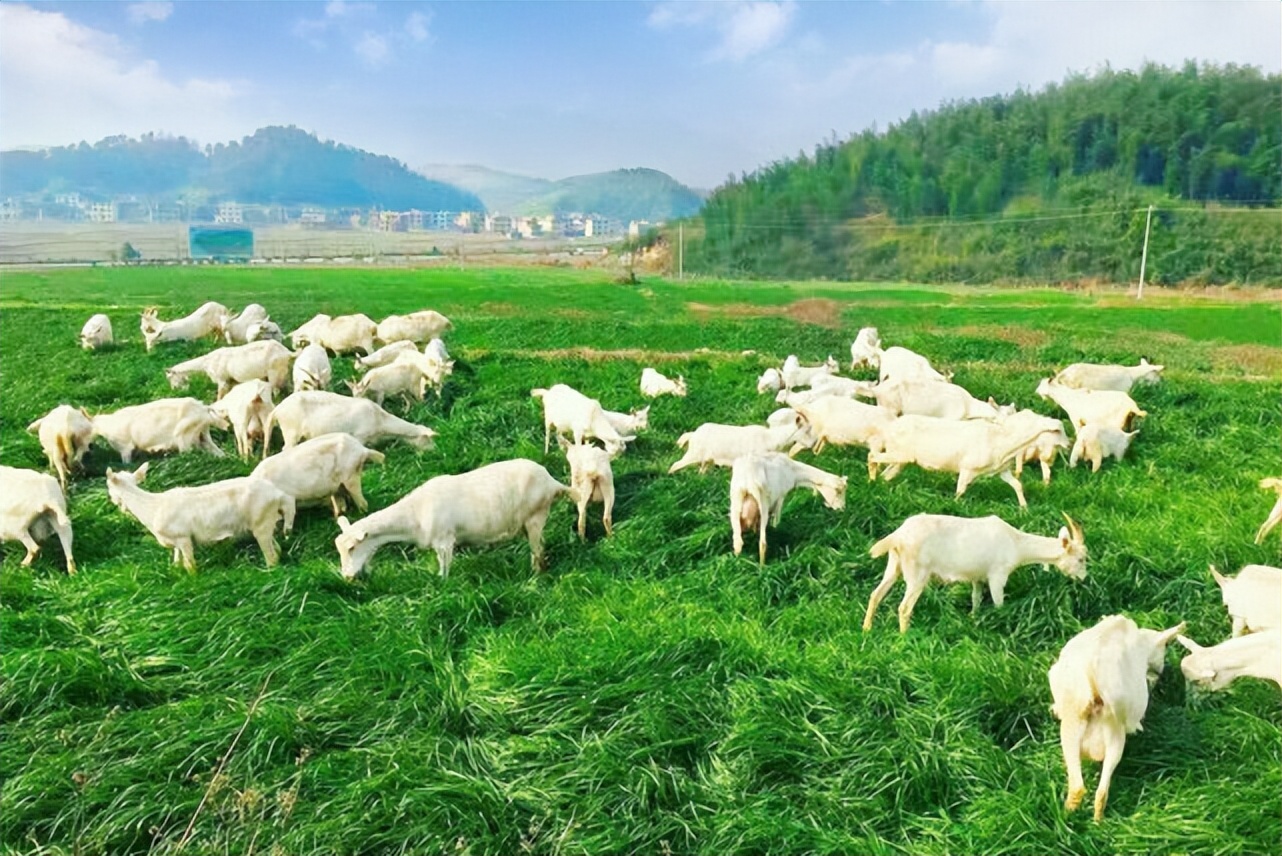 婴儿羊奶粉选购指南,羊奶粉选购找哪家