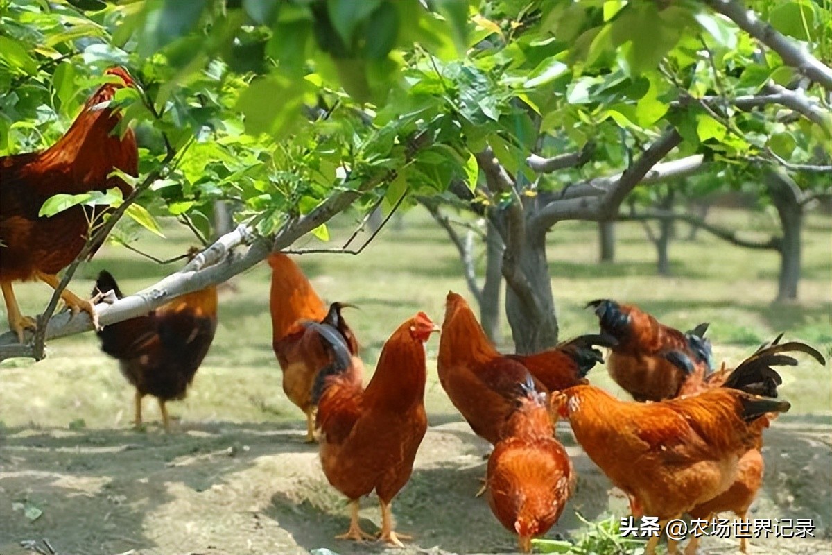 最高效庭院经济模式,发展庭院经济的模式